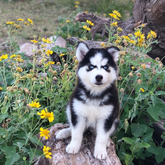 Meet your Posher, Isaac - Picture 1 of 2